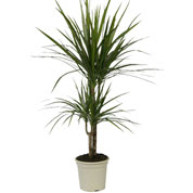 Dracaena marginata - Vaso M